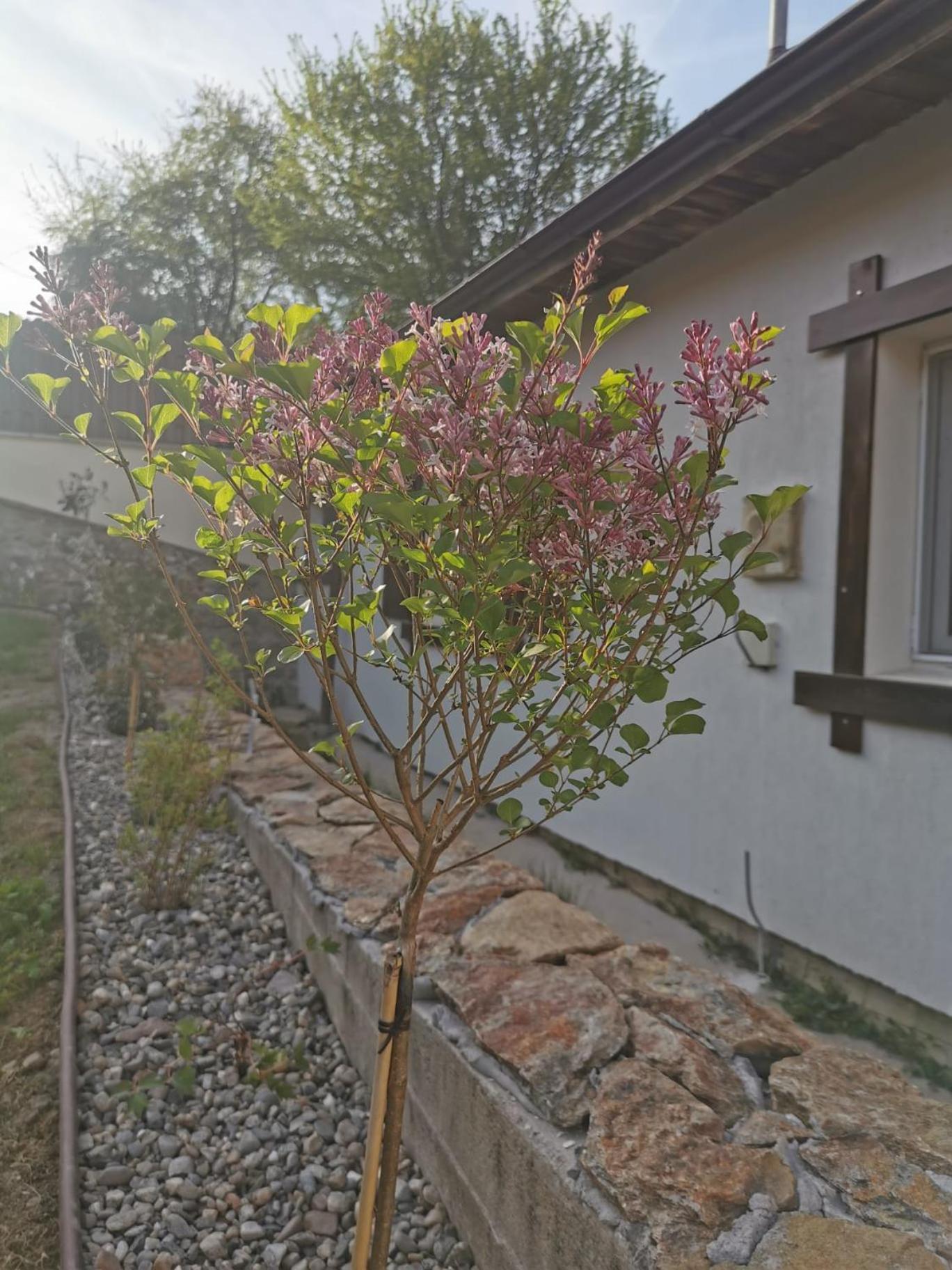 Villa Casa Tihna Băile Olăneşti Exterior foto