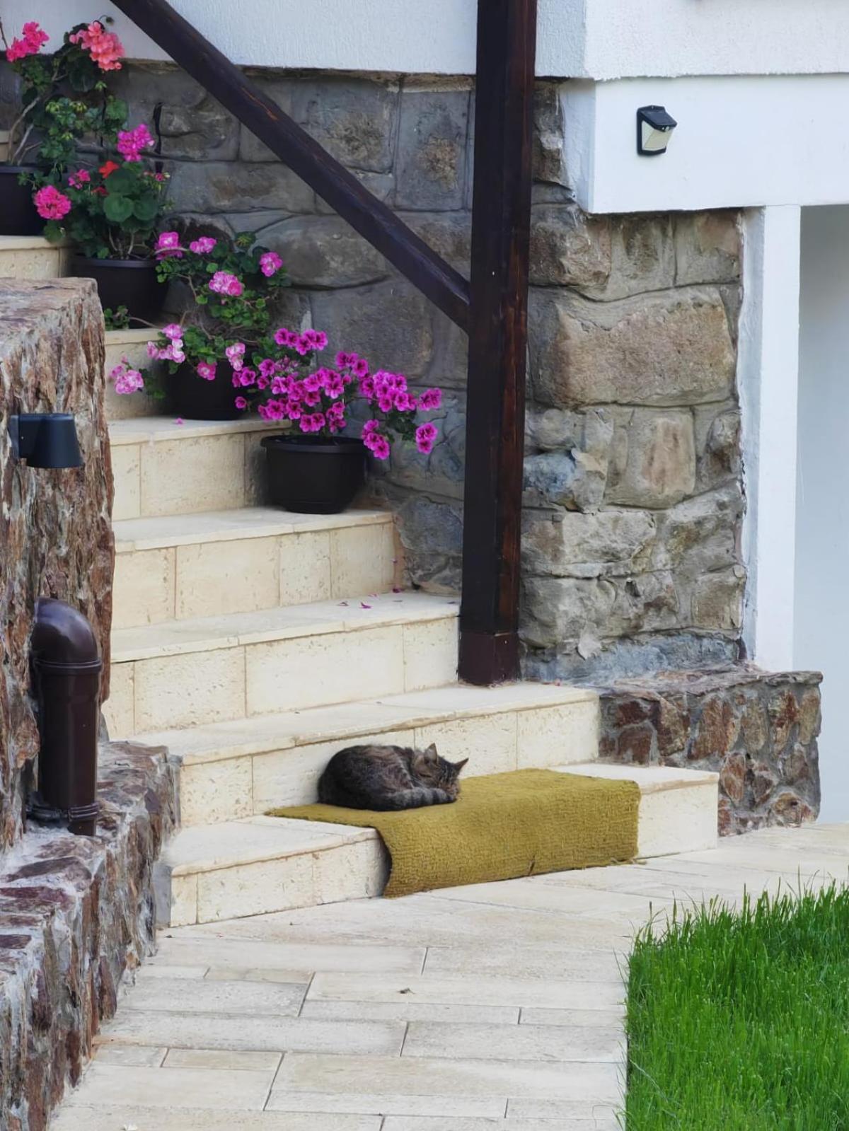 Villa Casa Tihna Băile Olăneşti Exterior foto